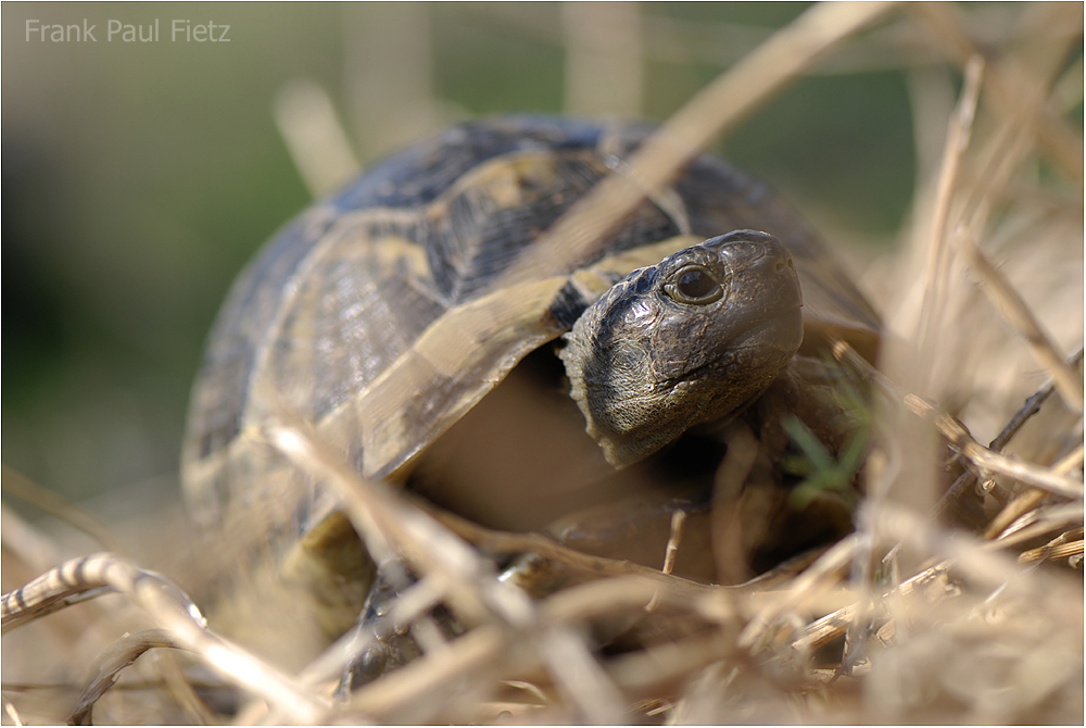 Maurische Landschildkröte #03