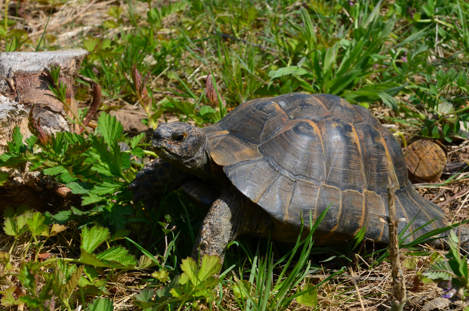 Maurische Landschildkröte