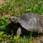 Maurische Landschildkröte