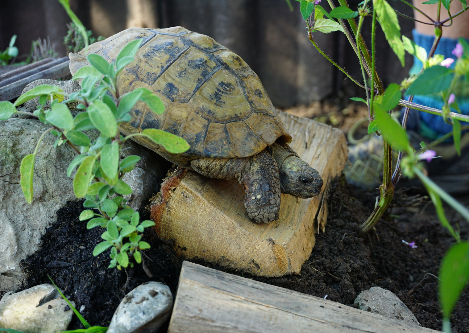 Maurische Landschildkröte