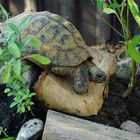 Maurische Landschildkröte