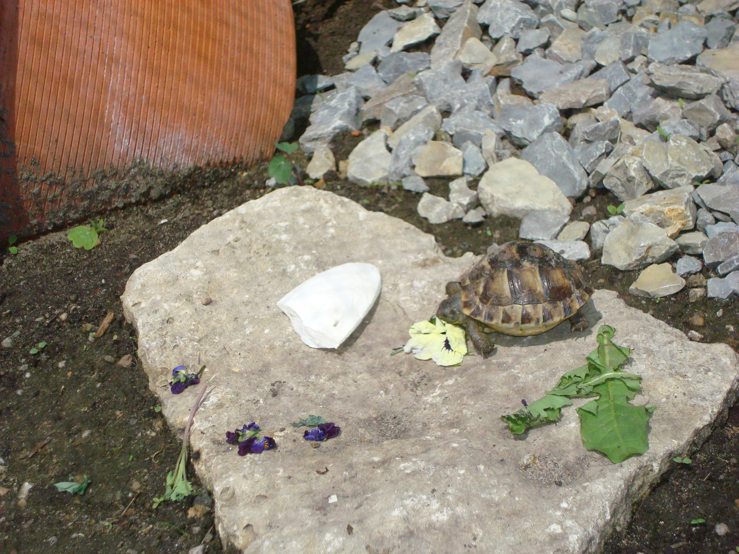 Maurische Landschildkröte