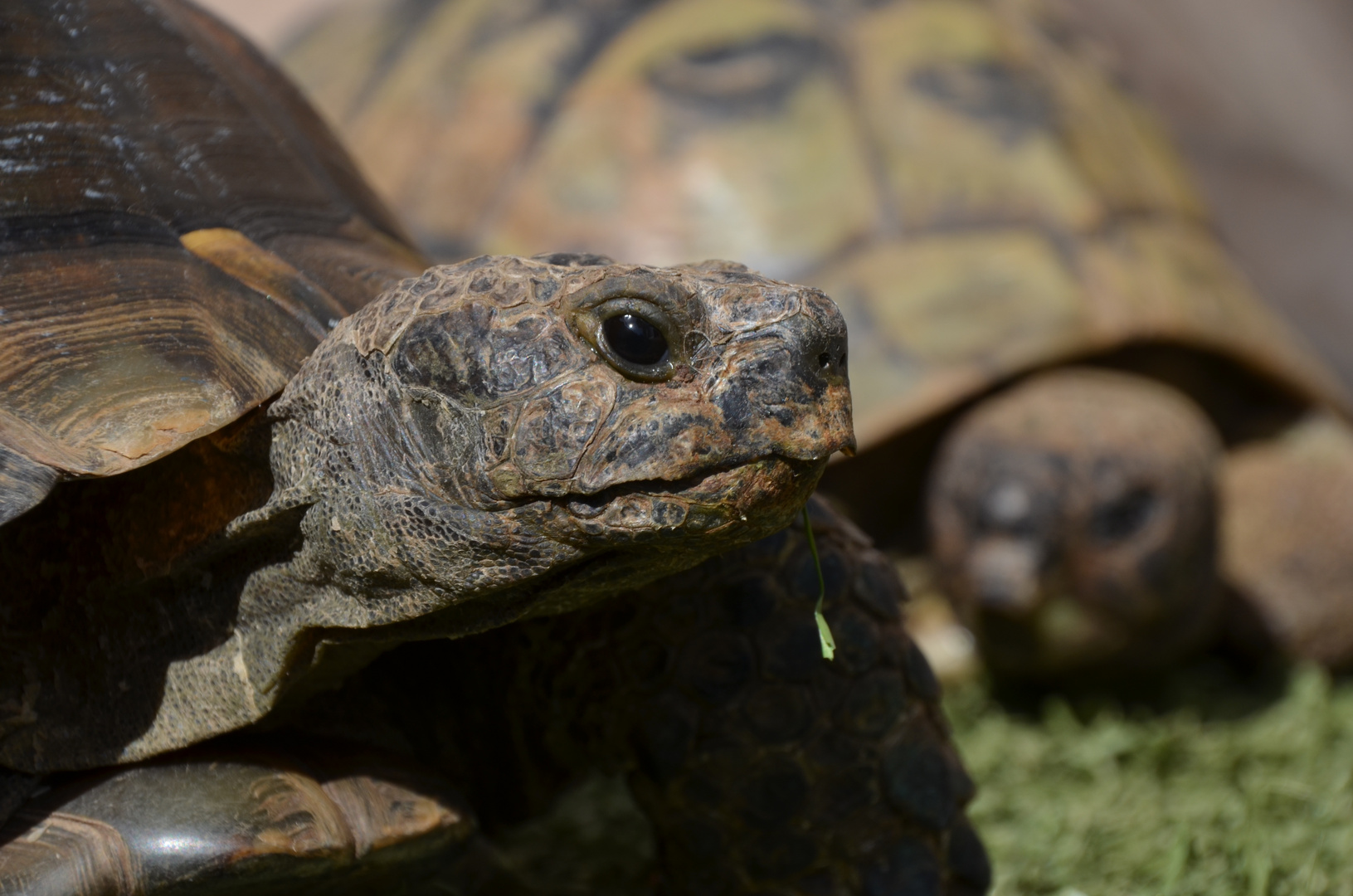 Maurische Landschildkröte