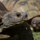 Maurische Landschildkröte