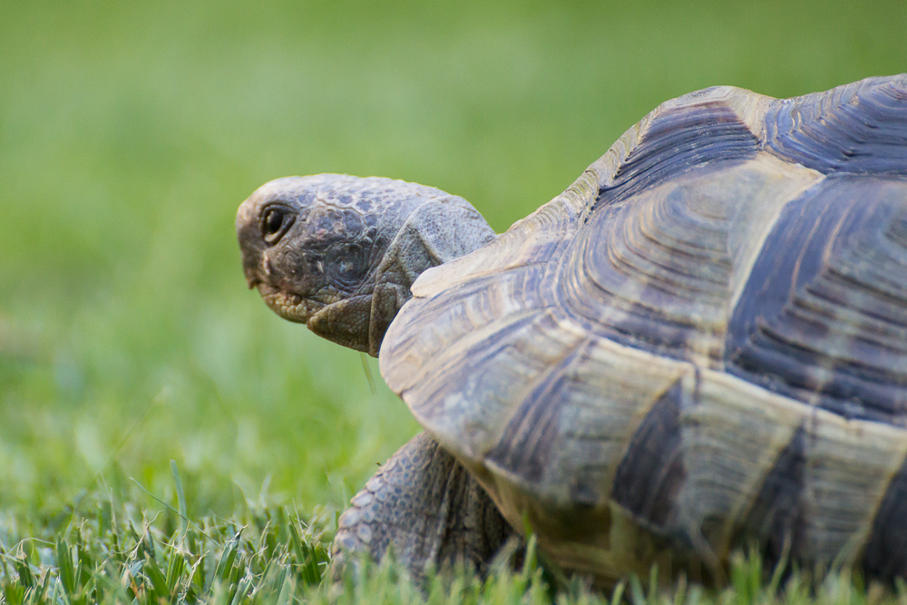 Maurische Landschildkröte