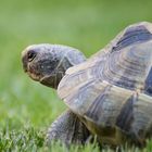 Maurische Landschildkröte