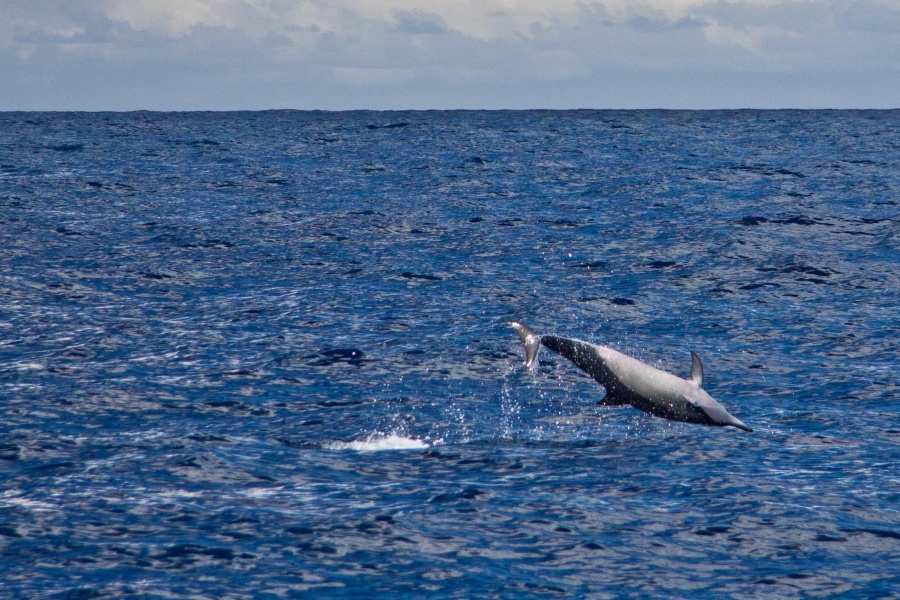 Mauritian Wildlife - Jumping Dolphin