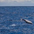Mauritian Wildlife - Jumping Dolphin