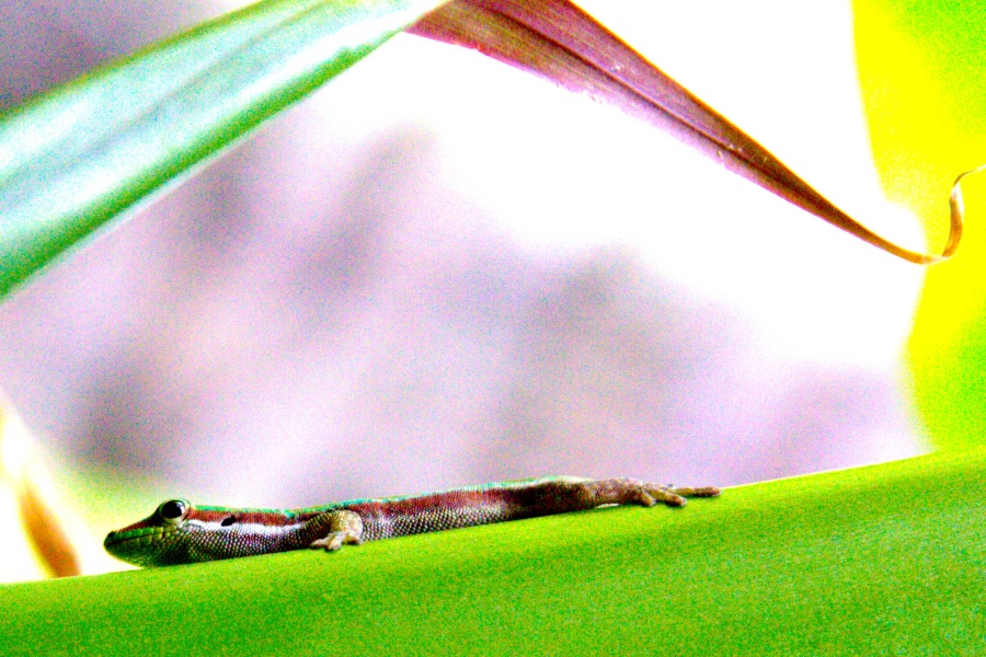 Mauritian Wildlife - Taggecko