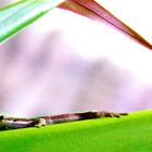 Mauritian Wildlife - Taggecko