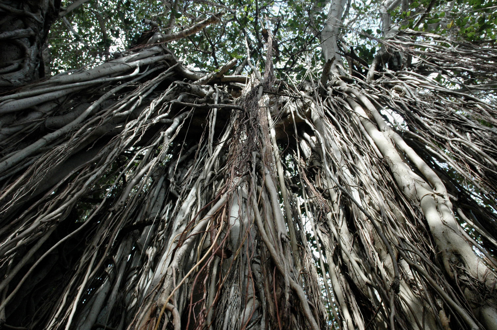 Mauritius (2006), Banyan