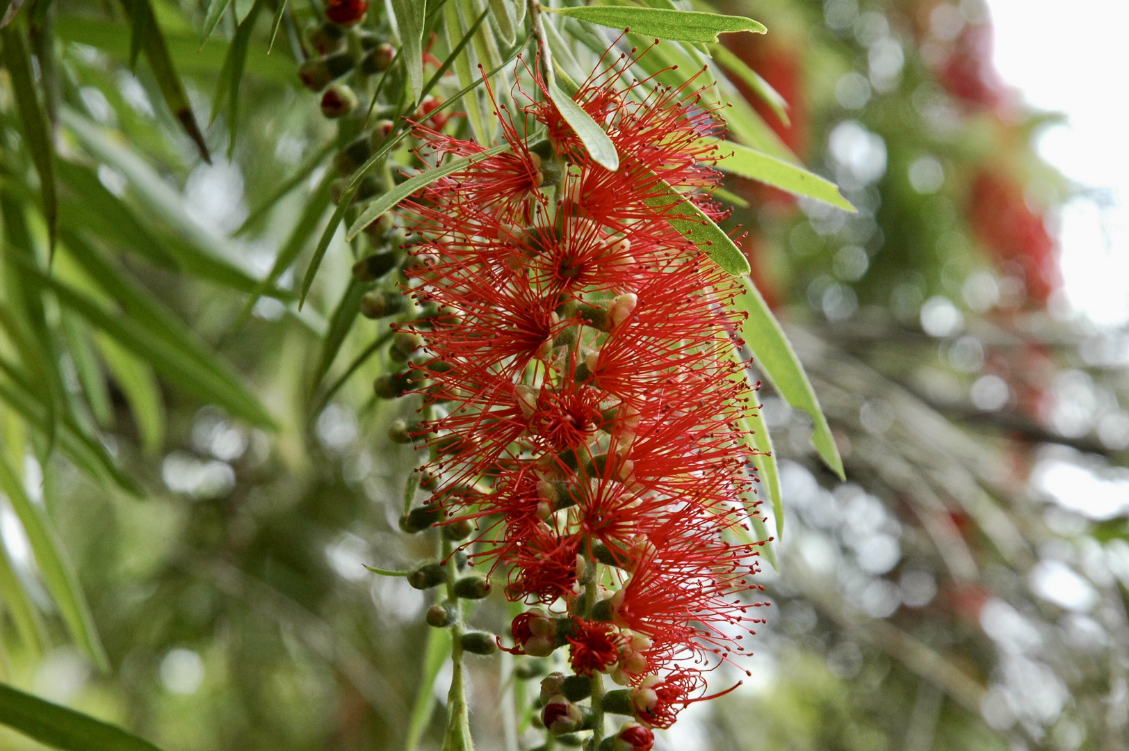 Mauritius (2006), Pohutukawa