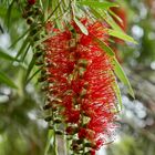 Mauritius (2006), Pohutukawa