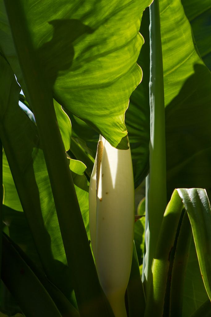 Mauritius