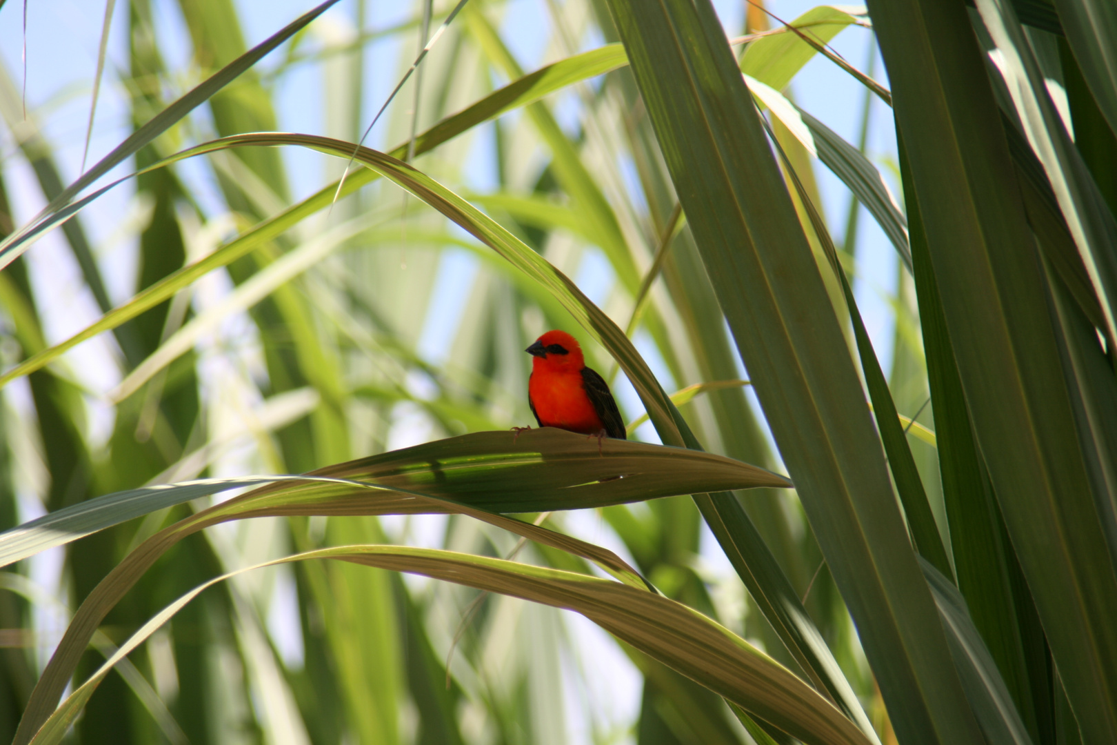 Mauritius Bird