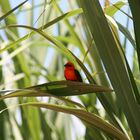 Mauritius Bird