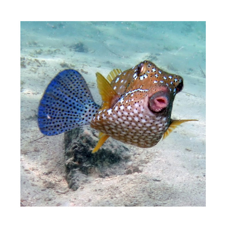 Mauritius Blue Bay - cowfish - Kofferfisch