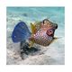 Mauritius Blue Bay - cowfish - Kofferfisch