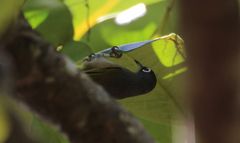 Mauritius Brillenvogel