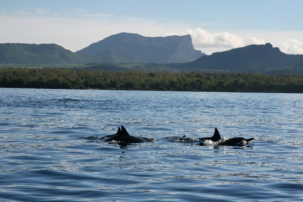 Mauritius - Bucht von Tamarin - Delfine
