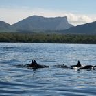 Mauritius - Bucht von Tamarin - Delfine