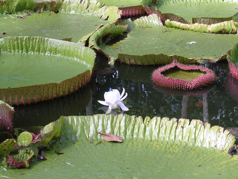 Mauritius - eine einsame Lotusblüte