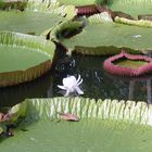 Mauritius - eine einsame Lotusblüte