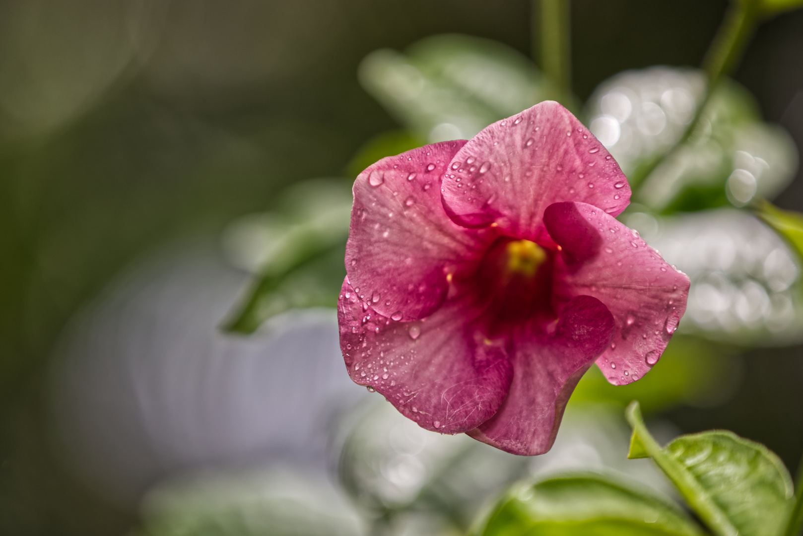 Mauritius, Flowers after the Rain 1