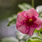 Mauritius, Flowers after the Rain 1