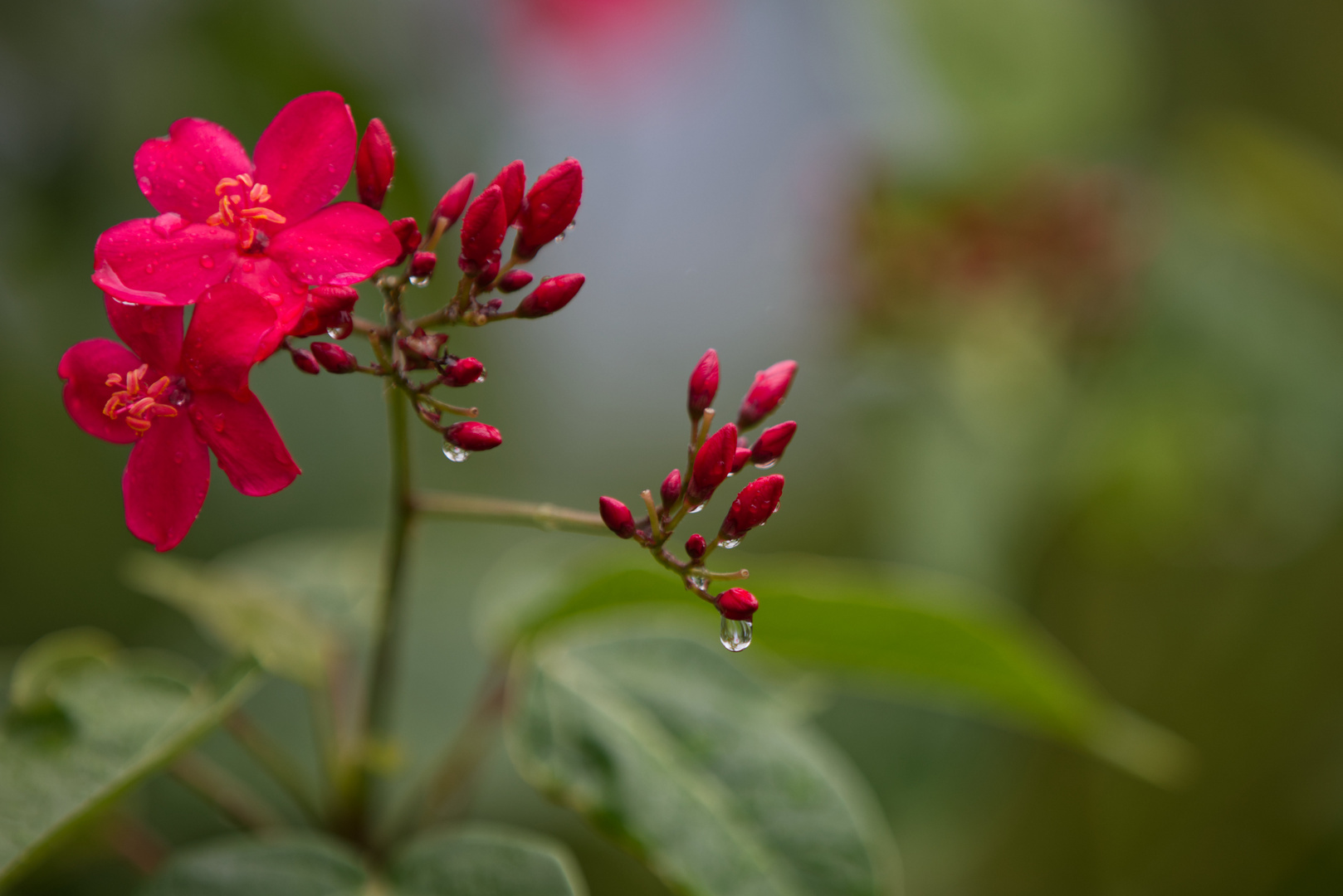 Mauritius, Flowers after the Rain