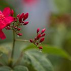 Mauritius, Flowers after the Rain