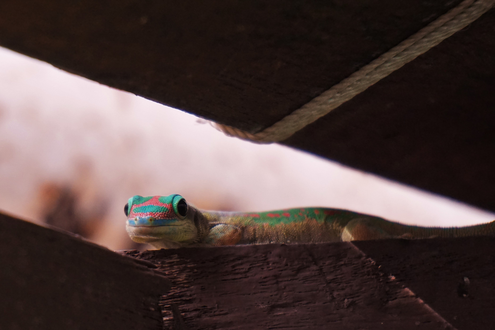 Mauritius, Gecko am Haus