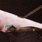 Mauritius, Gecko am Haus