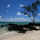 Mauritius - Ile aux Cerf I