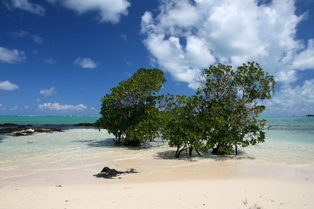 Mauritius - Ile aux Cerf III