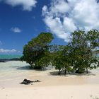 Mauritius - Ile aux Cerf III