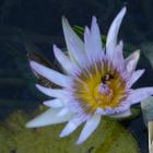 Mauritius Lotusblüte mit Besucher