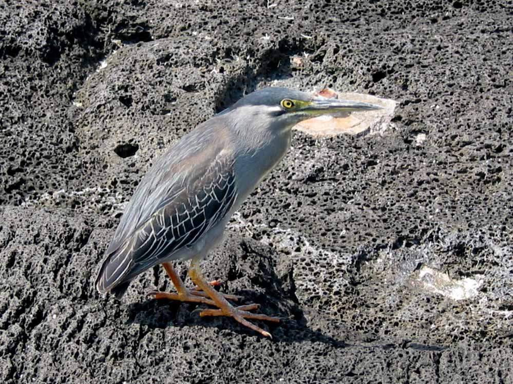 Mauritius - Reiher - gut getarnt