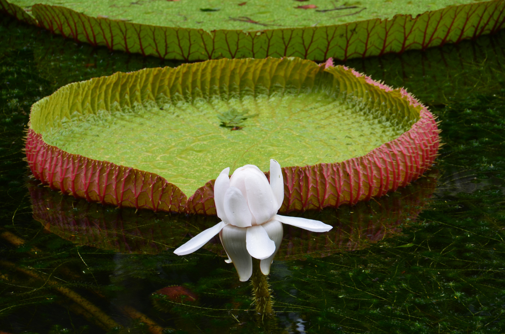 Mauritius - Seerose Victoria Regia im Pamplemousses Botanical Garden (März 2017)