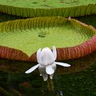 Mauritius - Seerose Victoria Regia im Pamplemousses Botanical Garden (März 2017)