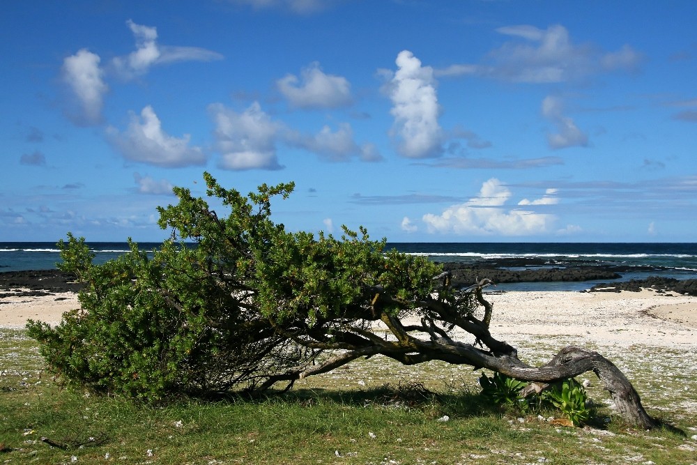 Mauritius - Strand zwischen Trou d'Eau Douce und Belle Mare