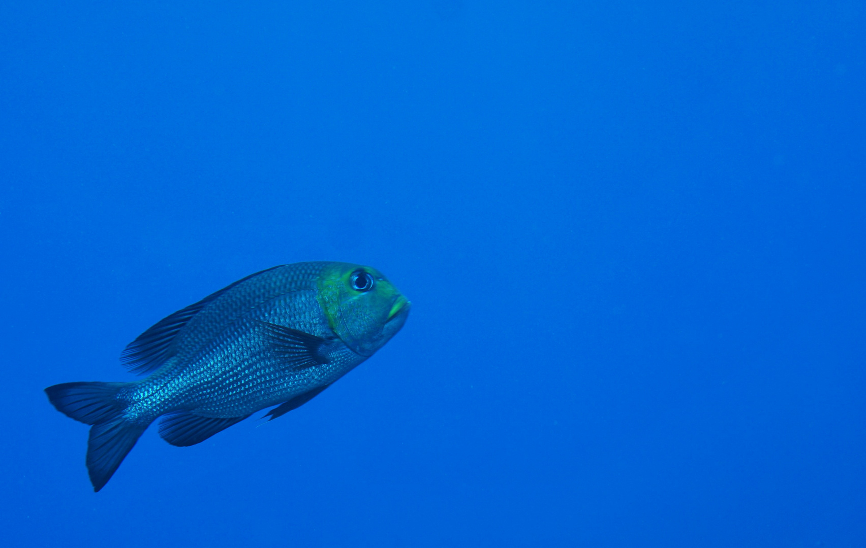 Mauritius tauchen