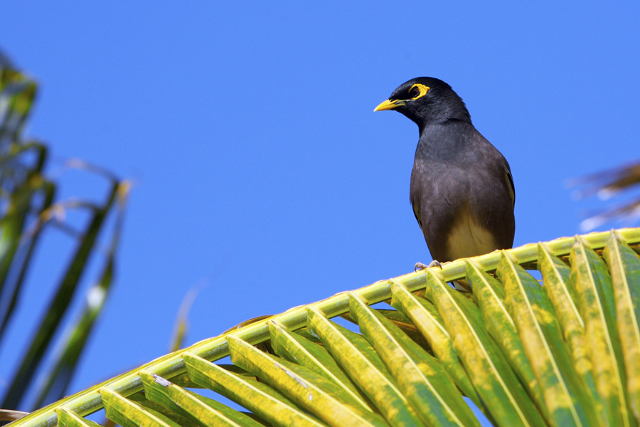 Mauritius Wildlife