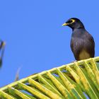 Mauritius Wildlife