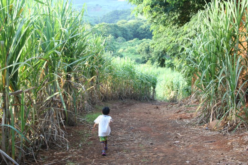 Mauritius Zuckerrohrfelder