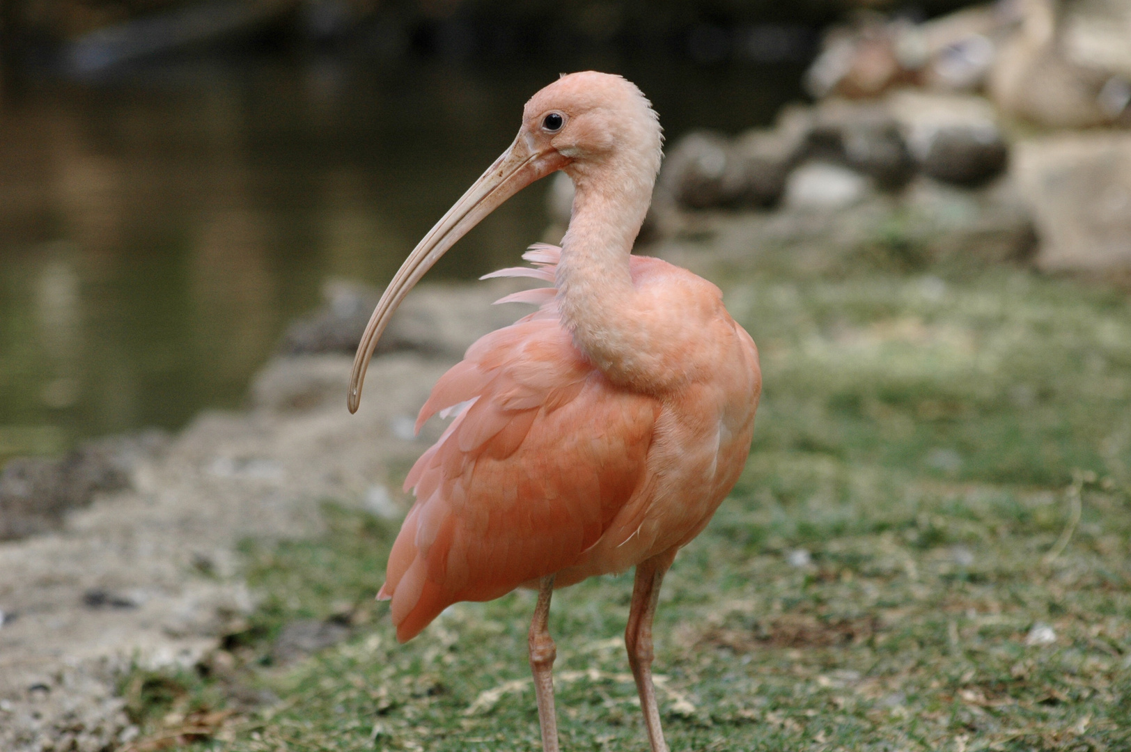 Maurituis (2006), Scarlett Ibis