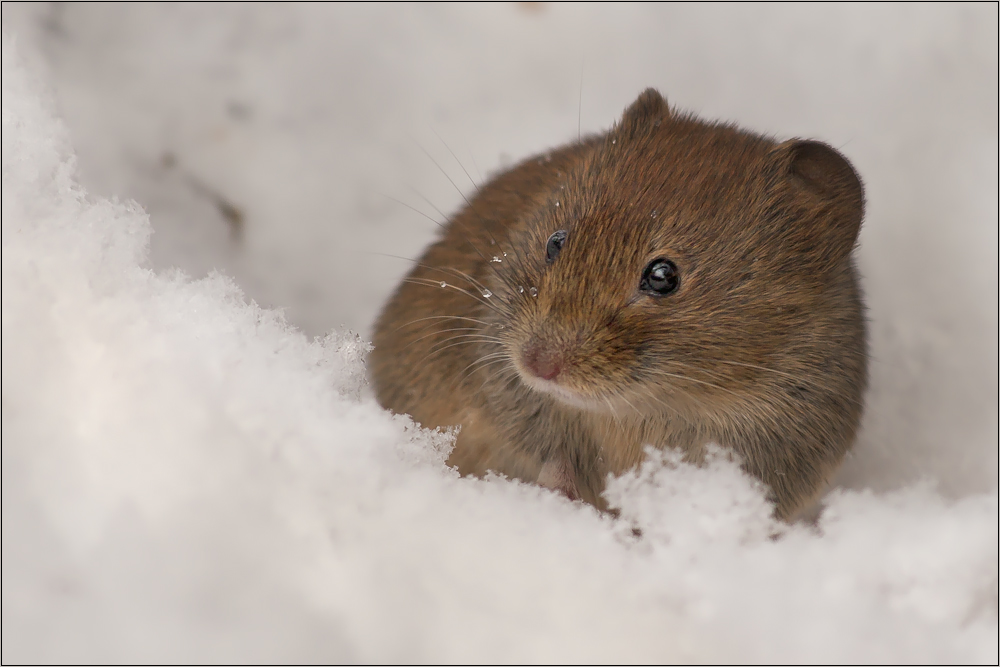 Maus Foto Bild Tiere Wildlife Saugetiere Bilder Auf Fotocommunity