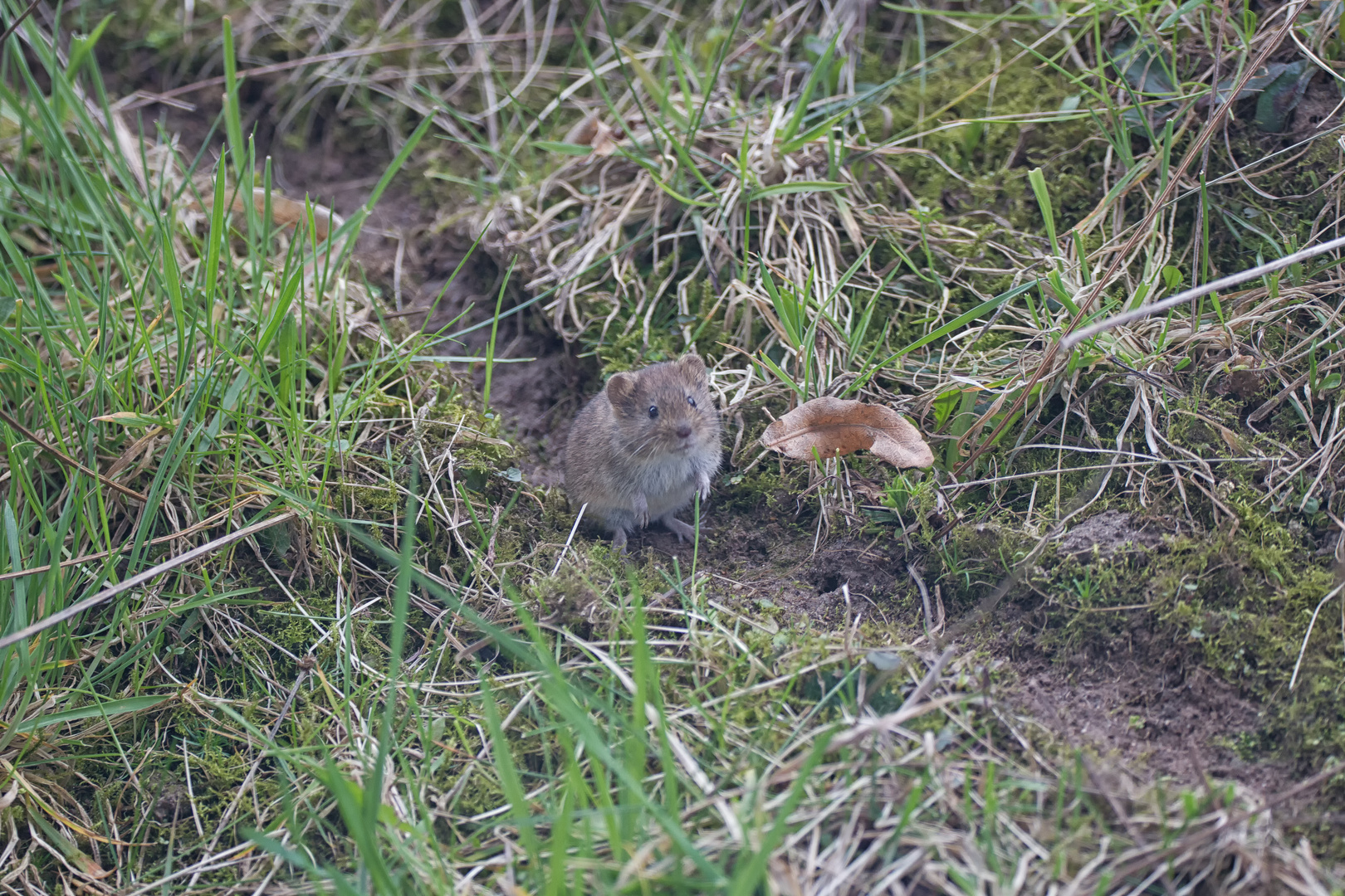 ~ Maus ~ Foto & Bild | tiere, wildlife, säugetiere Bilder auf fotocommunity