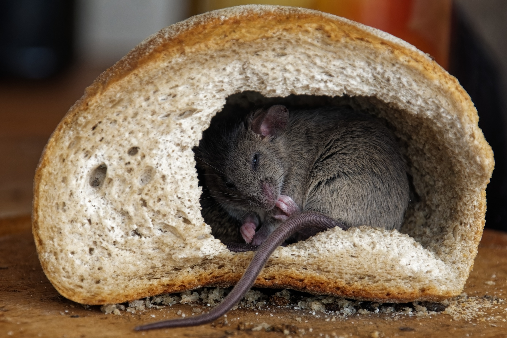 Maus Foto & Bild | tiere, zoo, wildpark & falknerei, säugetiere Bilder ...