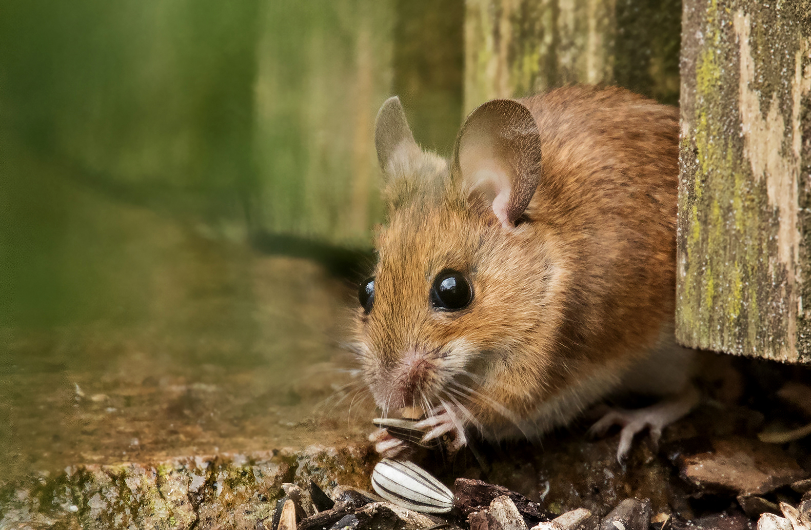 Maus Foto & Bild | landschaft, lebensräume, natur Bilder auf fotocommunity